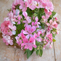 Fragrant Light Pink Geranium Cuttings – 3 Fresh Pelargonium Cuttings for Rooting & Grafting
