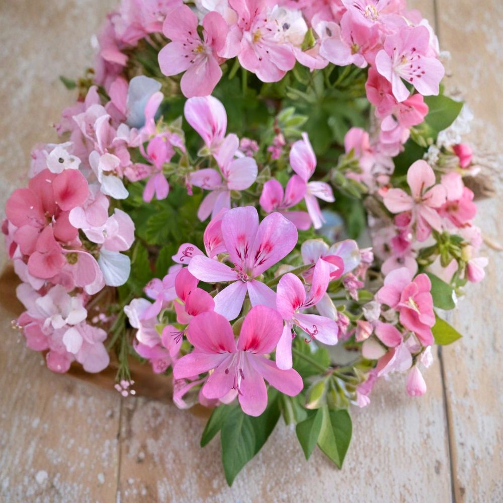 Fragrant Light Pink Geranium Cuttings – 3 Fresh Pelargonium Cuttings for Rooting & Grafting