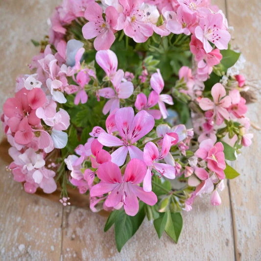 Fragrant Light Pink Geranium Cuttings – 3 Fresh Pelargonium Cuttings for Rooting & Grafting