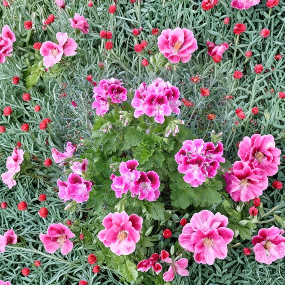 Pink & White Regal Geranium Cuttings – 2 Live Pelargonium Plant Starters | Exotic Orchid-Like Blooms | Hardy Patio Flower