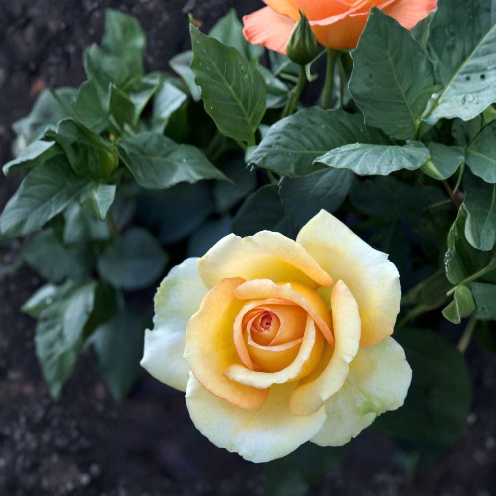 Gold Medal Grandiflora Rose – Rosa Live Bush Plant | 3 Gallon Size | Yellow Orange Blooms | Award-Worthy Garden Rose | Landscape & Flower Bed Favorite