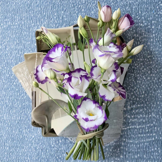 Lisianthus Excalibur Blue Picotee Live Plant – 2 Inch Pot | Blue & White Flowers | Eustoma Cut Flower | Elegant Annual | Garden & Container Plant