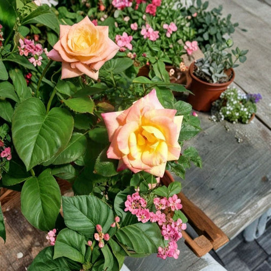 Jacob's Robe Climbing Rose – Yellow Pink Red Live Plant | 1 Gallon Size | Large Double Blooms | Colorful Climbing Rose Vine | Easy to Grow Garden Rose