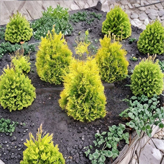 Sunkist Arborvitae – Thuja occidentalis ‘Sunkist’ Live Plant | 1 Quart Size in Grow Bag | Golden Evergreen Shrub | Compact Landscape Plant | Outdoor Garden
