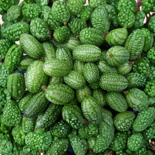 Mexican Sour Gherkin Seeds – Melothria scabra Heirloom Seeds | 50 Organic Non-GMO Seeds | Cucamelon Mouse Melon Pepquinos | Easy to Grow Vine