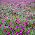 Bressingham Flair Geranium Seeds – 25+ Premium Flower Seeds | Colorful Garden Blooms | Patio & Balcony Friendly | Easy to Grow