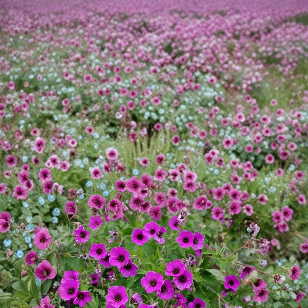 Bressingham Flair Geranium Seeds – 25+ Premium Flower Seeds | Colorful Garden Blooms | Patio & Balcony Friendly | Easy to Grow