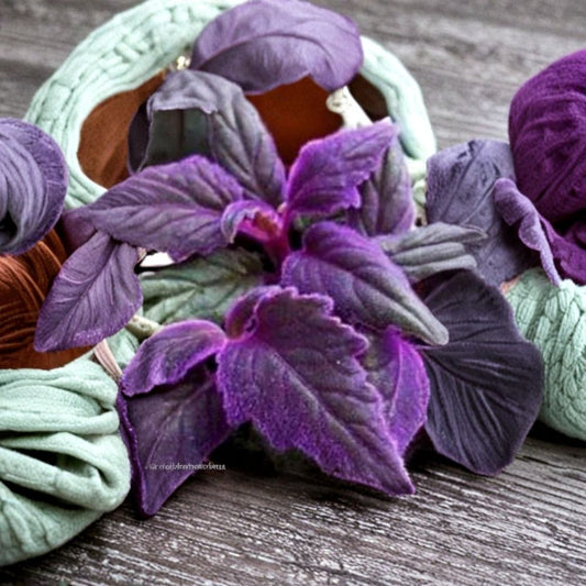 Purple Passion Plant – Gynura aurantiaca Live Starter | 3 Inch Tall Purple Velvet Houseplant | Exotic Tropical Foliage | Easy to Grow