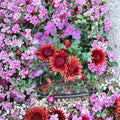Autumn Ruby Chrysanthemum – Deep Red Mum Live Plants (2-Pack) | 4–6 Inch Potted Flowers | Large Bloom Perennial | Cold Hardy Garden & Patio Plant
