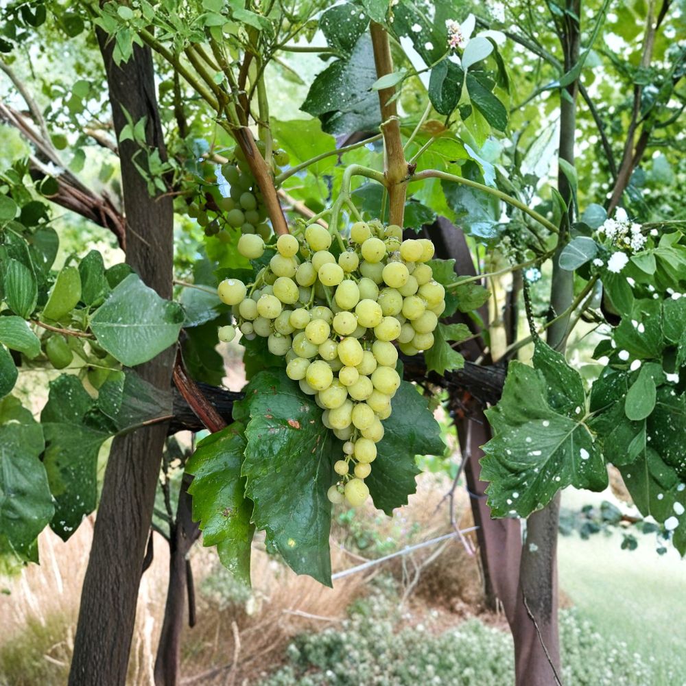 Diamond Muscat Seedless Grape Cuttings – 5 Pack | Muscat Table Grape Propagation | Sweet Aromatic Grapes | Grow Your Own Vineyard | US Seller