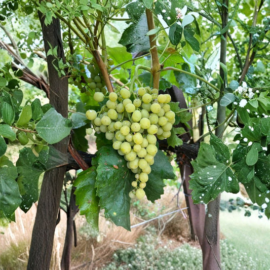 Diamond Muscat Seedless Grape Cuttings – 5 Pack | Muscat Table Grape Propagation | Sweet Aromatic Grapes | Grow Your Own Vineyard | US Seller