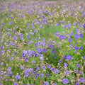 Pratense Geranium Seeds – 25+ Hardy Meadow Cranesbill Flower Seeds | Perennial Garden Blooms