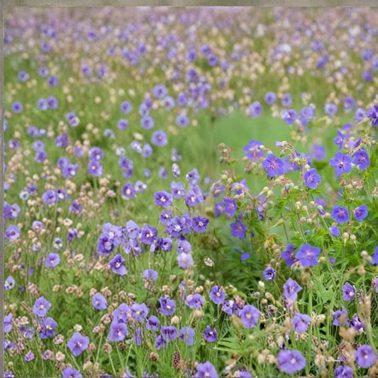 Pratense Geranium Seeds – 25+ Hardy Meadow Cranesbill Flower Seeds | Perennial Garden Blooms