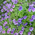 Gravetye Geranium Seeds – 25+ Premium Pelargonium Flower Seeds | Colorful Garden & Patio Blooms | Easy Grow Flowers