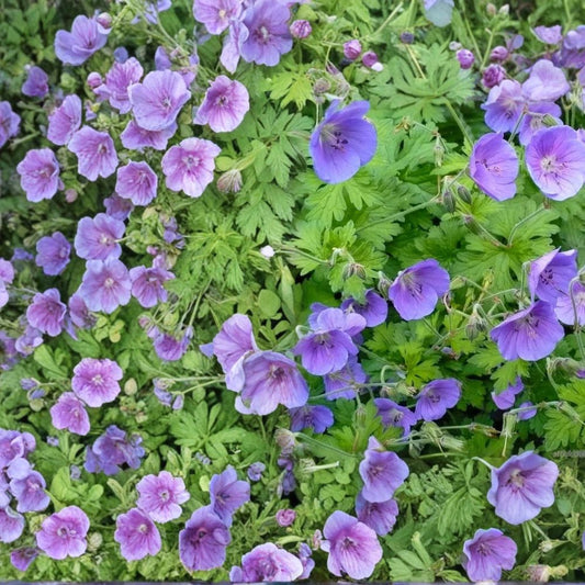 Gravetye Geranium Seeds – 25+ Premium Pelargonium Flower Seeds | Colorful Garden & Patio Blooms | Easy Grow Flowers