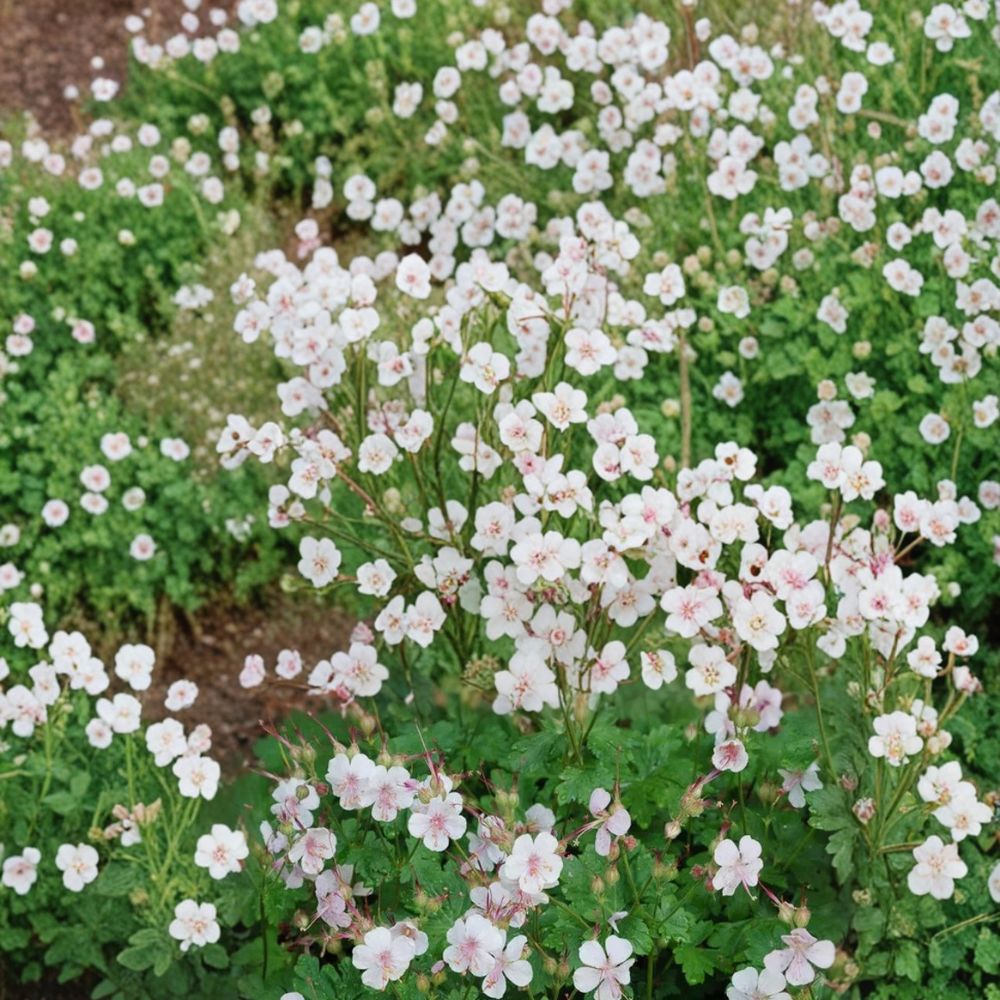 Biokovo Geranium Seeds – 25+ Premium Flower Seeds | Hardy Garden Blooms | Container & Patio Friendly | Easy to Grow