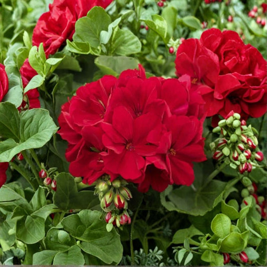 Red Geranium Seeds – Pelargonium hortorum Flower Seeds | 10 Seeds Included | Bright Red Blooms | Garden & Container Friendly | Easy to Grow
