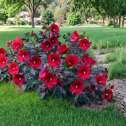Midnight Marvel Hardy Hibiscus – Hibiscus moscheutos Live Rooted Starter Plant | Red Foliage | Giant Red Blooms