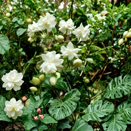 Jasmine Plant Live – Jasminum sambac 12 Inch Tall in Pot | Fragrant Flowering Houseplant | Indoor Outdoor Plant | Arabian Jasmine