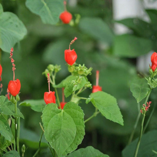 Turk's Cap Live Plant | 1 Gallon Fully Rooted | Malvaviscus arboreus | Hummingbird Flowering Shrub | Ready to Grow