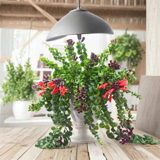 Curly Lipstick Plant Live – Aeschynanthus radicans ‘Curly’ | Twisted Foliage Houseplant | Red Tubular Flowers | Trailing Indoor Plant | No Pot