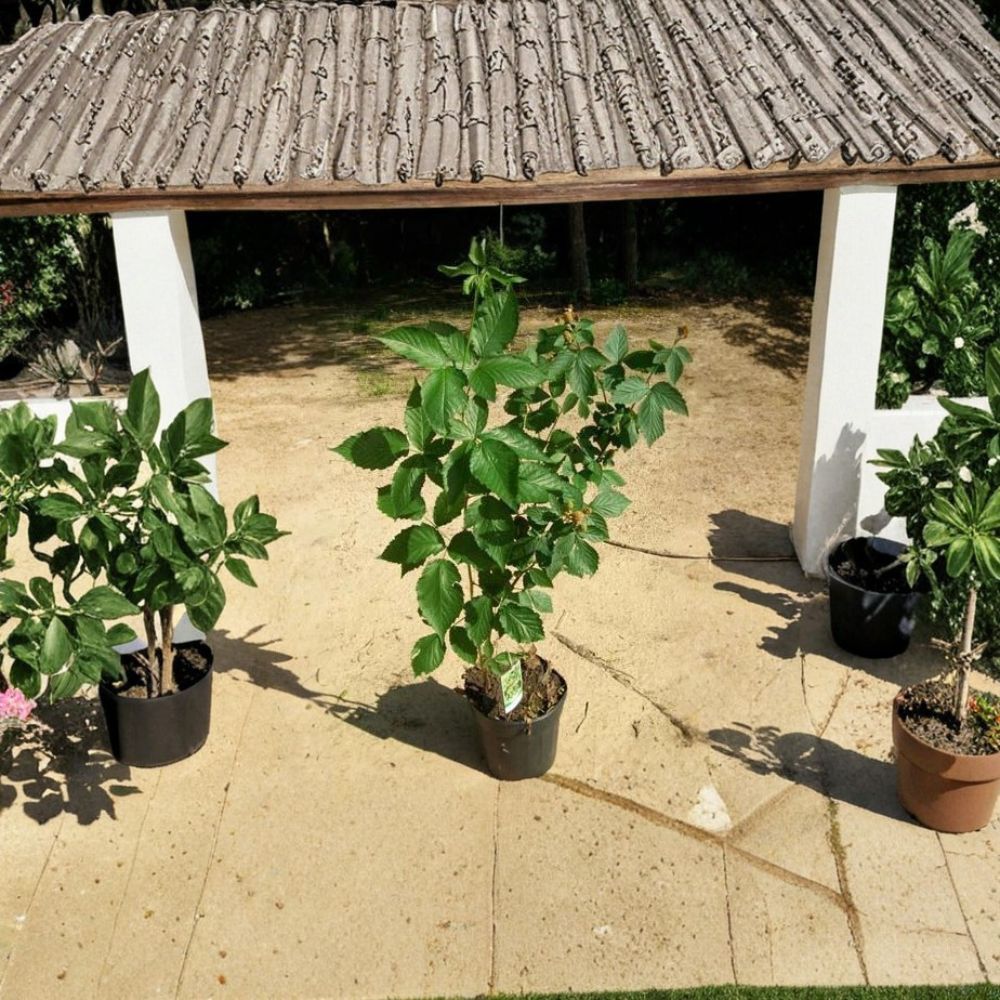 Apache Thornless Blackberry – Live Fruit Plant | 1 Gallon Size | Sweet Juicy Blackberries | Thornless Berry Bush | Easy to Grow Edible Garden Plant