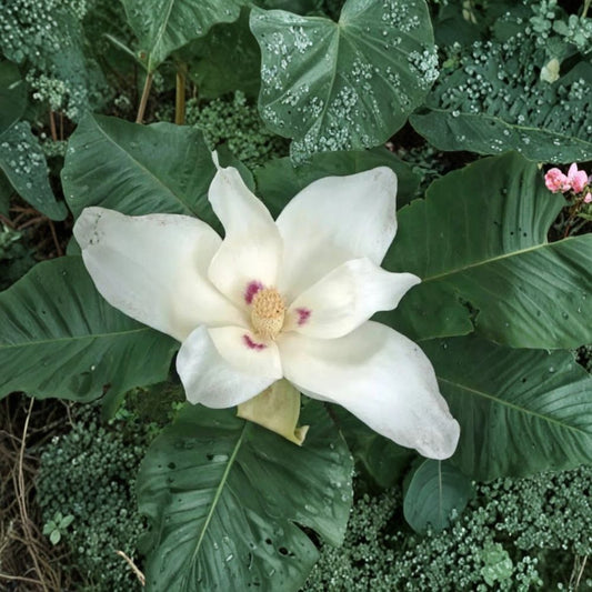Bigleaf White Magnolia – Live Bare Root Sapling | 24 Inches Tall | Hardy Native Flowering Tree | Easy to Grow