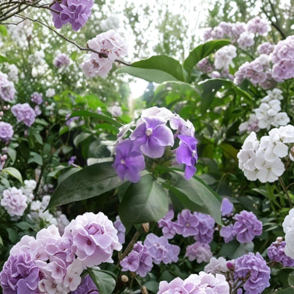 Purple Jasmine Seeds – Jasmine spp. Flowering Plant | 15 Seeds | Fragrant Purple Blooms | Ornamental Garden Plant | Easy Grow