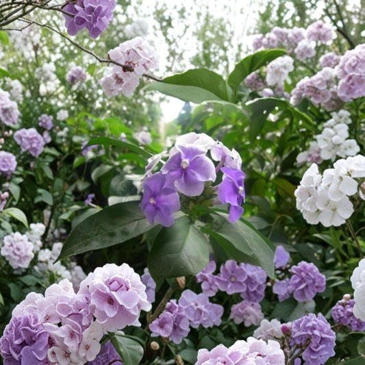 Purple Jasmine Seeds – Jasmine spp. Flowering Plant | 15 Seeds | Fragrant Purple Blooms | Ornamental Garden Plant | Easy Grow