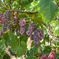 Delaware Grape Plant – Vitis labrusca Live Vine | Early Ripening Red Table Grape | Sweet Mild Flavor | デラウエア 玫瑰露葡萄