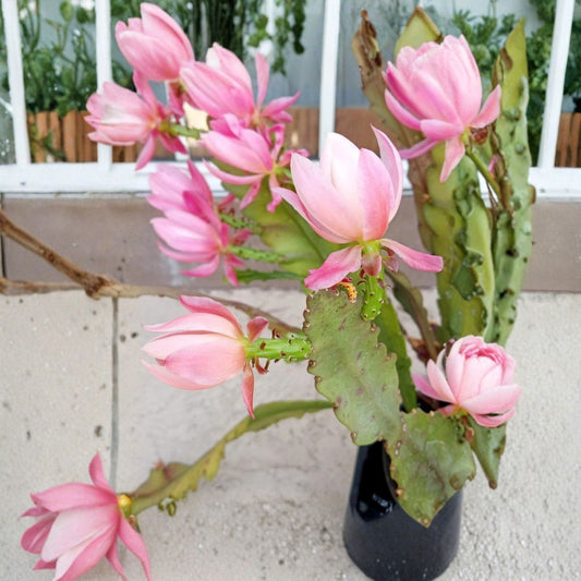 German Empress Orchid Cactus – Epiphyllum Live Rooted Plant | 6+ Inches Tall | Pink Flowering Cactus | Indoor & Outdoor Plant