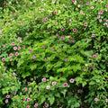 Purple Flowering Raspberry – Thornless Live Plant | Ornamental Edible Raspberry Shrub | Pollinator Friendly | Zones 4–7