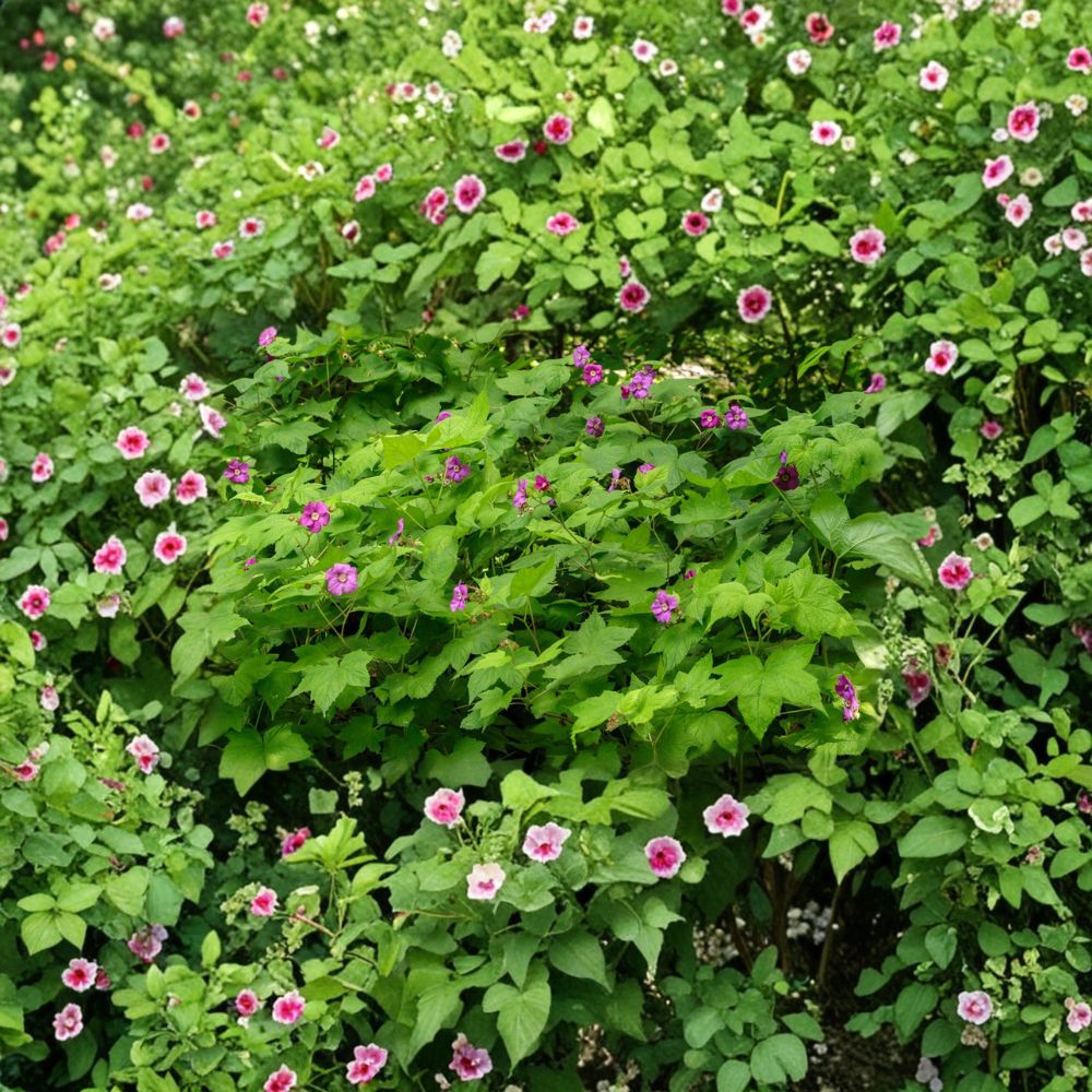 Purple Flowering Raspberry – Thornless Live Plant | Ornamental Edible Raspberry Shrub | Pollinator Friendly | Zones 4–7