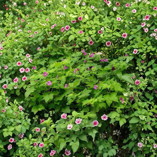 Purple Flowering Raspberry – Thornless Live Plant | Ornamental Edible Raspberry Shrub | Pollinator Friendly | Zones 4–7