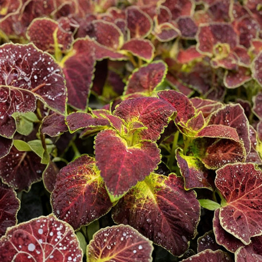 Set of 4 Dipt In Wine Coleus Live Plants | 3–6 Inch Starter Plants | Wine Red & Green Foliage | Plectranthus scutellarioides | Ships Without Pots