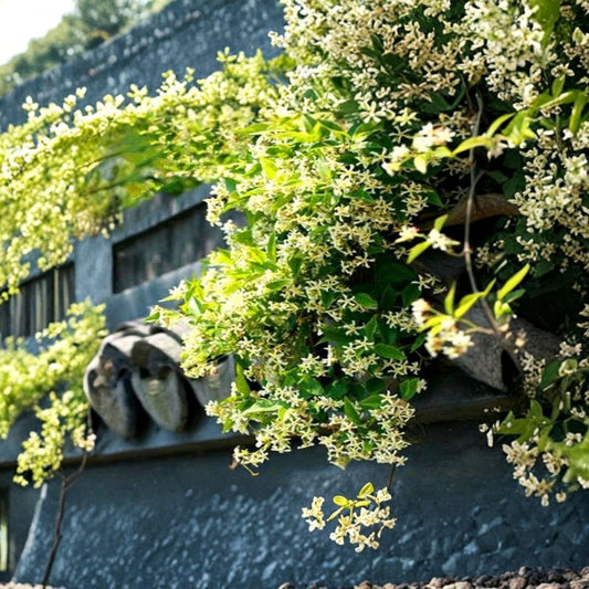 Yellow Jasmine Seeds – 20 Pack Rare Climbing Vine | Fragrant Flowering Plant | Exotic Garden Vine | Indoor Outdoor Growing