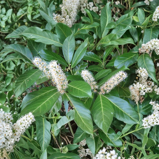 Cherry Laurel – Live Plant | 4-Inch Pot | Evergreen Shrub | Glossy Green Foliage | Privacy Hedge & Screen Plant | Garden & Landscape Friendly