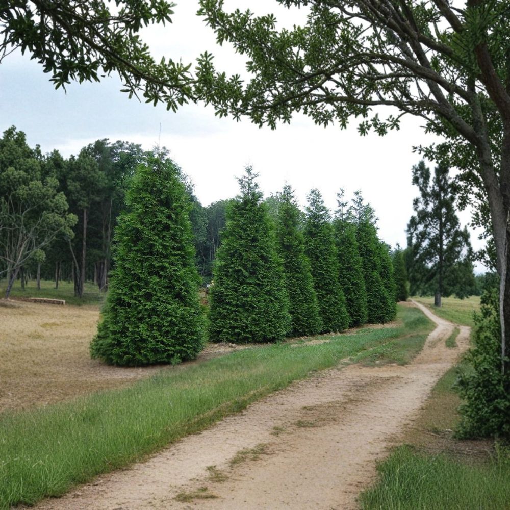Green Giant Arborvitae – Thuja plicata Live Plants | 25 Pack 6–12 Inch Trees in 2.5" Pots | Fast Growing Privacy Hedge | Evergreen Screen