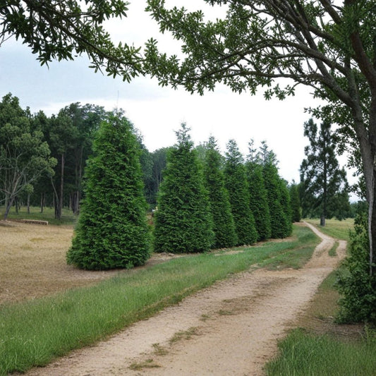 Green Giant Arborvitae – Thuja plicata Live Plants | 25 Pack 6–12 Inch Trees in 2.5" Pots | Fast Growing Privacy Hedge | Evergreen Screen
