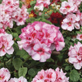 Horizon New Star Geranium Seeds – 15 F1 Hybrid Flower Seeds | Compact Zonal Geranium | Patio & Container Friendly | Easy to Grow