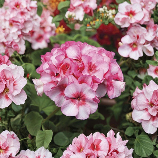 Horizon New Star Geranium Seeds – 15 F1 Hybrid Flower Seeds | Compact Zonal Geranium | Patio & Container Friendly | Easy to Grow