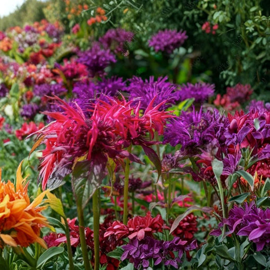 Mixed Color Bee Balm Live Plants – Monarda | 5 Healthy Plants | Pink, Purple & Red Flowers | Bergamot Perennial | Butterfly & Pollinator Garden