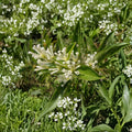 White Chocolate Jasmine Seeds – Cestrum diurnum 10 Seeds | Day Blooming Jessamine | Fragrant Tropical Shrub | Rare Exotic Plant