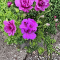 Purple Regal Geranium Cuttings – 6 Live Pelargonium Plant Starters | Fancy Royal Geranium | Hardy Patio Flower | Easy to Root