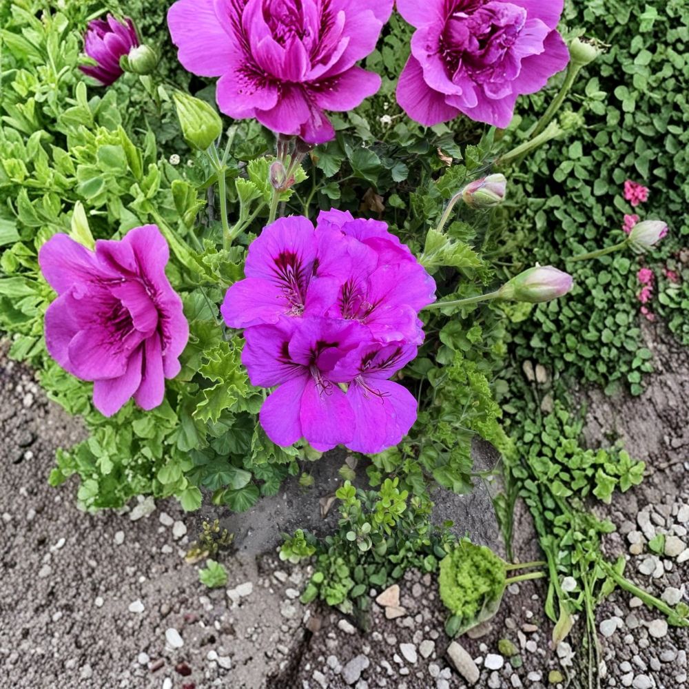 Purple Regal Geranium Cuttings – 6 Live Pelargonium Plant Starters | Fancy Royal Geranium | Hardy Patio Flower | Easy to Root