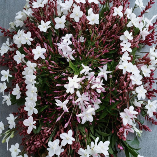 Pink Jasmine Cuttings Set of 10 – Jasminum polyanthum Live Vine Cuttings | 10 Inch Organic Fresh Cut | Fragrant Climbing Jasmine | Fast Growing