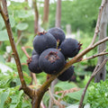 Jennybelle Serviceberry – Amelanchier obovalis Live Plant | Edible Berry Shrub Tree | Self-Pollinating | Zones 5–8