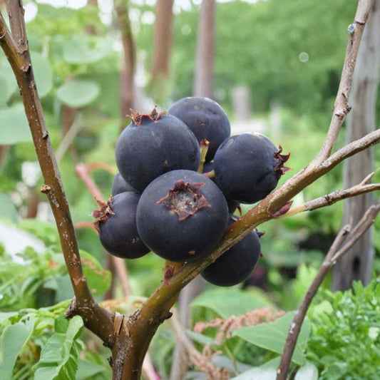Jennybelle Serviceberry – Amelanchier obovalis Live Plant | Edible Berry Shrub Tree | Self-Pollinating | Zones 5–8