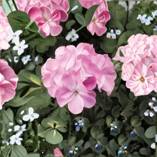Pinto Premium Lavender Geranium Seeds – 100 Pelargonium Seeds | Pastel Lavender Garden Flowers