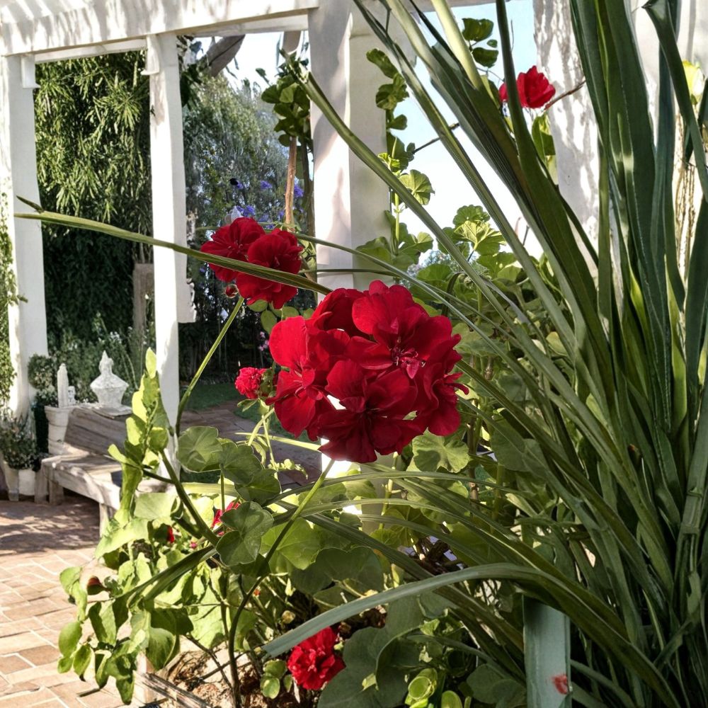True Red Ivy Geranium Cuttings – 5 Live Pelargonium Plant Starters | 6 Inch Fresh Ivy Geranium Cuttings | Hardy Patio Flower